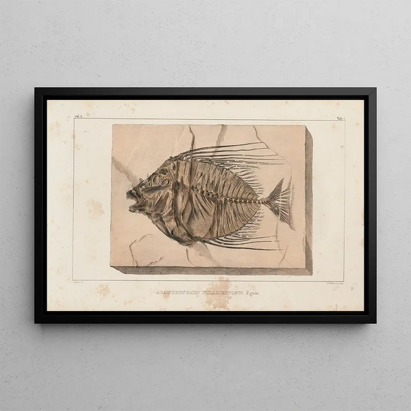 Recherches sur les poissons fossiles Pl017 - Louis Agassiz — indrammet kunstværk på væggen