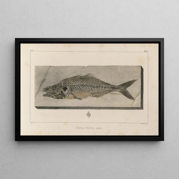 Recherches sur les poissons fossiles Pl024 - Louis Agassiz — indrammet kunstværk på væggen