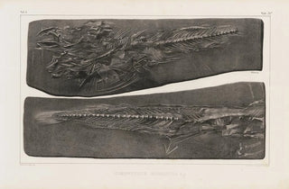 Louis Agassiz - Recherches sur les poissons fossiles Pl036.webp