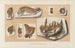 Recherches sur les poissons fossiles Pl042 - Louis Agassiz — visning af kunstværket