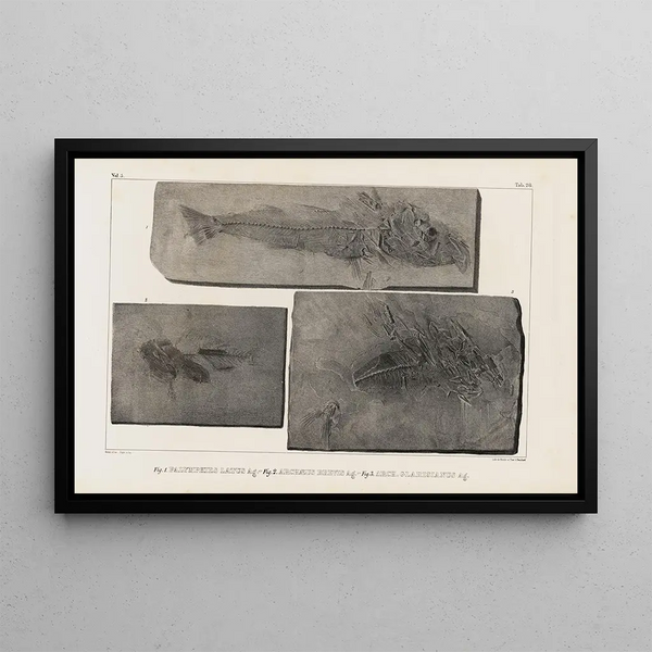 Louis Agassiz - Recherches sur les poissons fossiles Pl046.webp