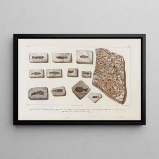Louis Agassiz - Recherches sur les poissons fossiles Pl063.webp