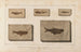 Recherches sur les poissons fossiles Pl081 - Louis Agassiz — visning af kunstværket