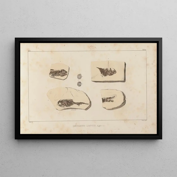 Recherches sur les poissons fossiles Pl083 - Louis Agassiz — indrammet kunstværk på væggen
