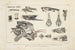 Recherches sur les poissons fossiles Pl101 - Louis Agassiz — visning af kunstværket