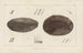 Louis Agassiz's maleri "Recherches sur les poissons fossiles, pl. 115" — visning af kunstværket