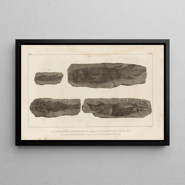 Louis Agassiz - Recherches sur les poissons fossiles Pl121.webp