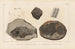 Recherches sur les Poissons Fossiles Pl145 - Louis Agassiz — visning af kunstværket