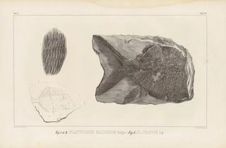 Louis Agassiz - Recherches sur les poissons fossiles Pl149.webp