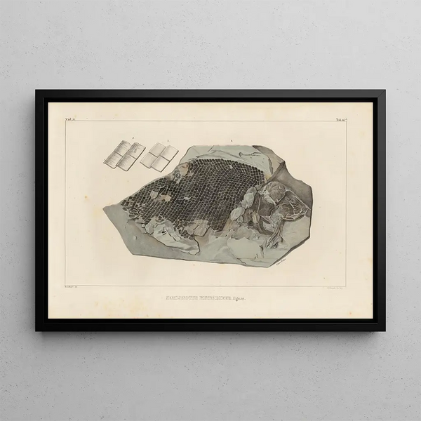 Louis Agassiz - Recherches sur les poissons fossiles Pl169.webp
