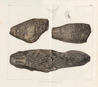 Louis Agassiz - Recherches sur les poissons fossiles Pl175.webp