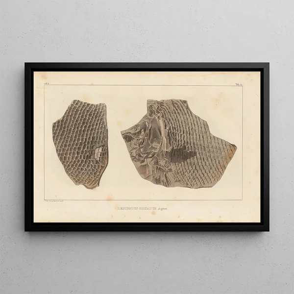 Louis Agassiz's maleri "Recherches sur les poissons fossiles Pl. 182" — indrammet kunstværk på væggen