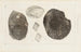 Recherches sur les poissons fossiles Pl185 - Louis Agassiz — visning af kunstværket