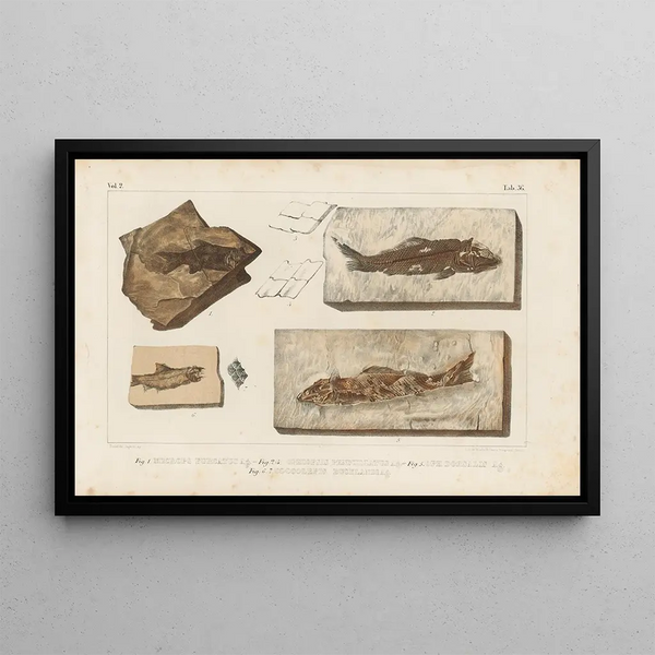 Recherches sur les poissons fossiles Pl189 - Louis Agassiz — indrammet kunstværk på væggen