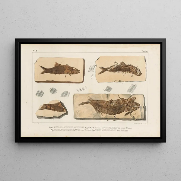 Recherches sur les poissons fossiles Pl191 - Louis Agassiz — indrammet kunstværk på væggen