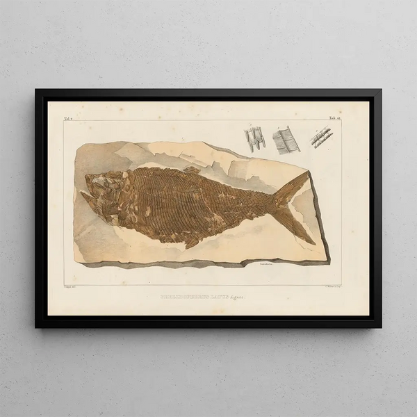 Recherches sur les poissons fossiles Pl194 - Louis Agassiz — indrammet kunstværk på væggen