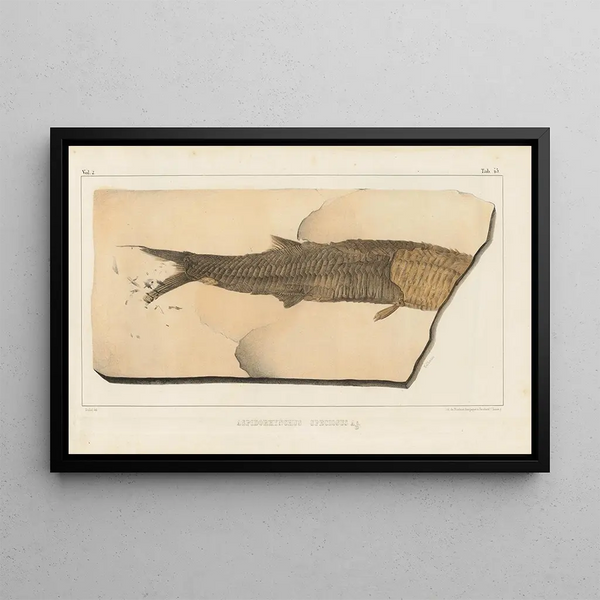 forskningsresultater om fossile fisk, Pl. 200 - Louis Agassiz — indrammet kunstværk på væggen