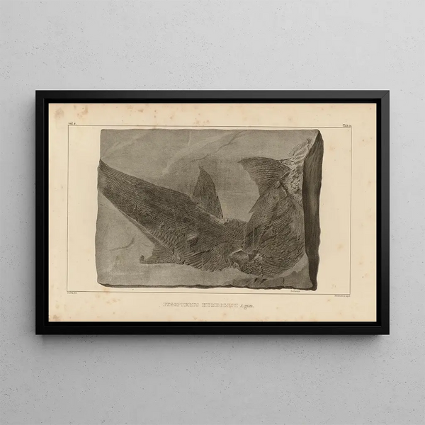 Louis Agassiz - Recherches sur les poissons fossiles Pl212.webp