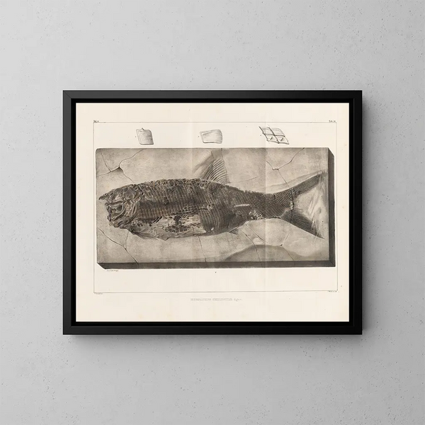 Recherches sur les poissons fossiles Pl. 220 - Louis Agassiz — indrammet kunstværk på væggen