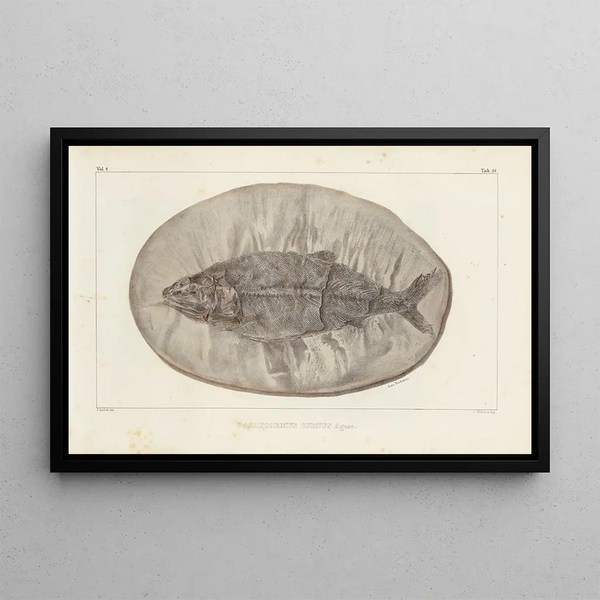 Recherches sur les poissons fossiles Pl223 - Louis Agassiz — indrammet kunstværk på væggen
