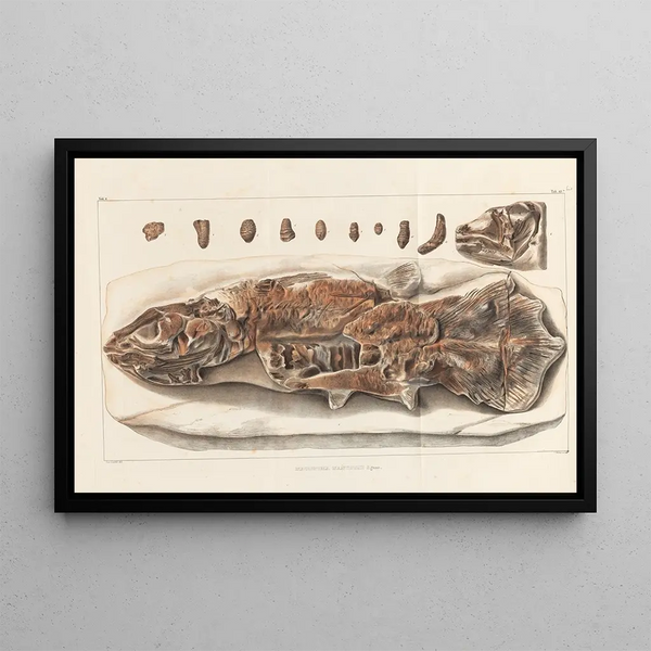 Recherches sur les poissons fossiles Pl234 - Louis Agassiz — indrammet kunstværk på væggen
