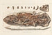 Recherches sur les poissons fossiles Pl234 - Louis Agassiz — visning af kunstværket