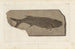 Louis Agassiz's forskning i fossile fisk Pl238 — visning af kunstværket