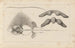 Recherches sur les poissons fossiles Pl260 - Louis Agassiz — visning af kunstværket