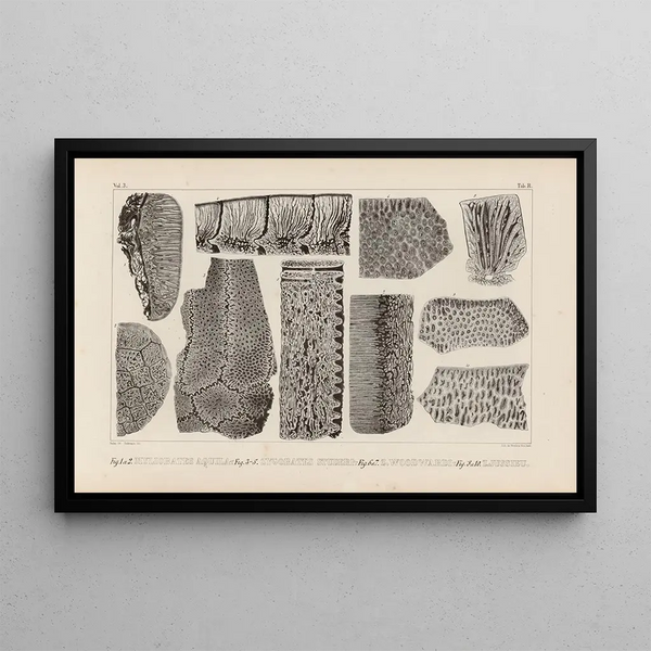 Louis Agassiz - Recherches sur les poissons fossiles Pl271.webp