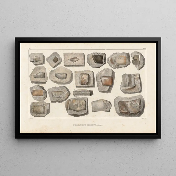 Louis Agassiz - Recherches sur les poissons fossiles Pl290.webp