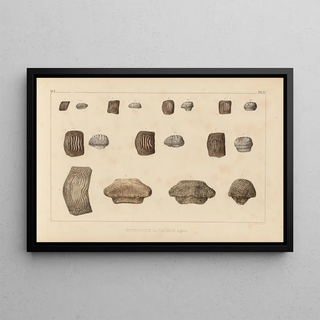 Louis Agassiz - Recherches sur les poissons fossiles Pl305.webp