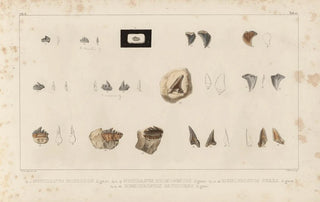 Louis Agassiz - Recherches sur les poissons fossiles Pl309.webp