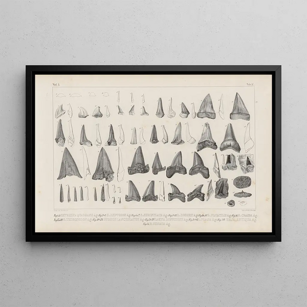 Louis Agassiz - Recherches sur les poissons fossiles Pl320.webp
