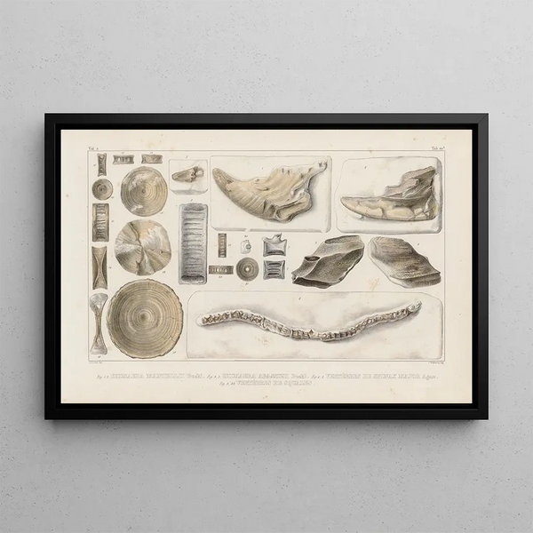 Louis Agassiz - Recherches sur les poissons fossiles Pl325.webp