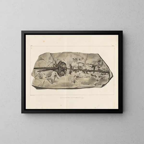 Louis Agassiz's undersøgelser af fossile fisk — indrammet kunstværk på væggen
