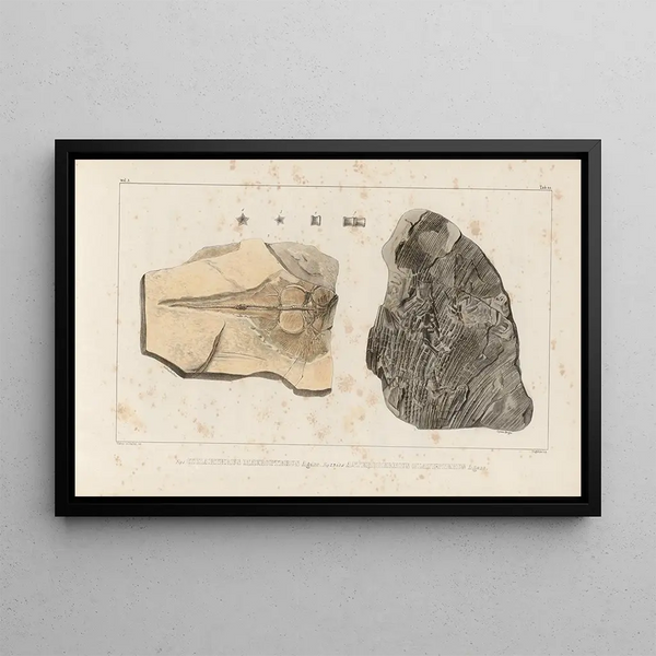 Louis Agassiz - Recherches sur les poissons fossiles Pl332.webp