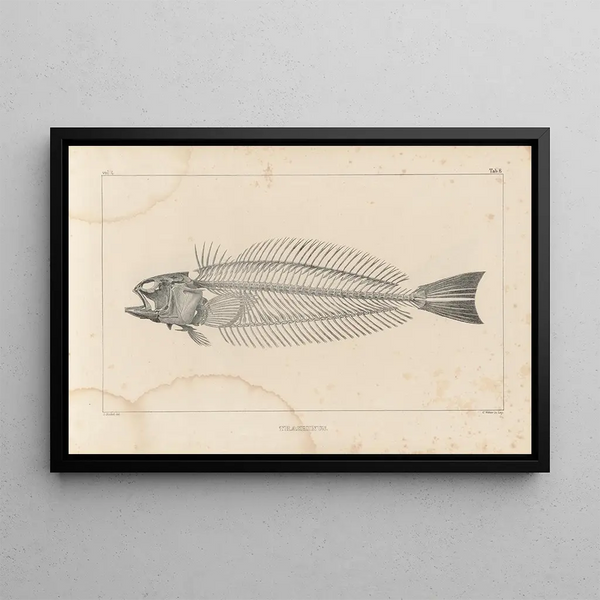 Recherches sur les poissons fossiles Pl340 - Louis Agassiz — indrammet kunstværk på væggen