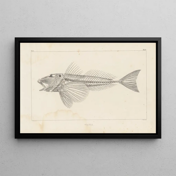 Louis Agassiz - Recherches sur les poissons fossiles Pl341.webp
