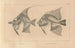 Recherches sur les poissons fossiles Pl342 - Louis Agassiz — visning af kunstværket