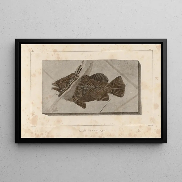 Louis Agassiz's maleri "Recherches sur les poissons fossiles Pl. 351" — indrammet kunstværk på væggen