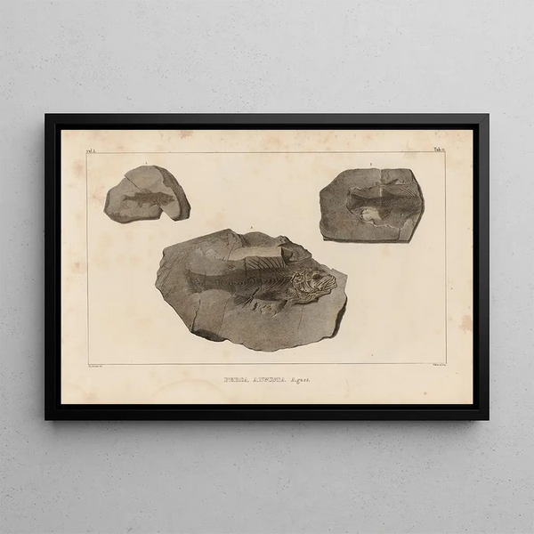 Louis Agassiz - Recherches sur les poissons fossiles Pl357.webp