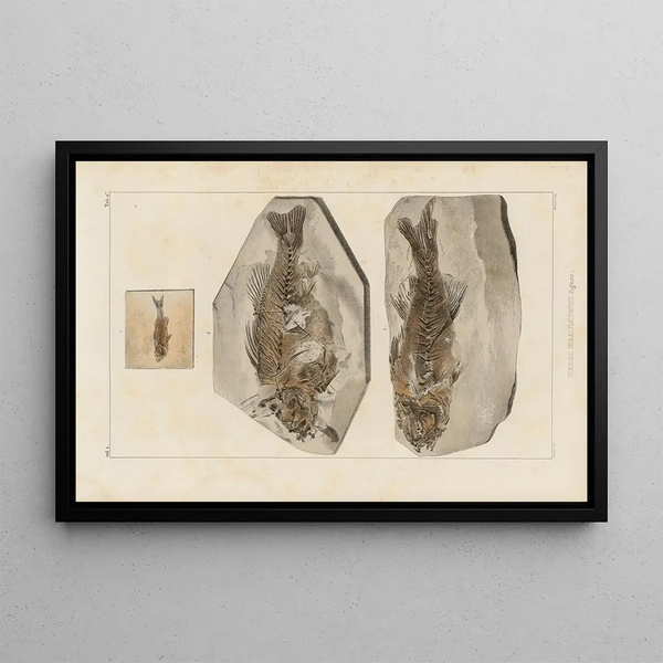 Louis Agassiz - Recherches sur les poissons fossiles Pl358.webp