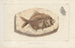 Recherches sur les poissons fossiles Pl366 - Louis Agassiz — visning af kunstværket