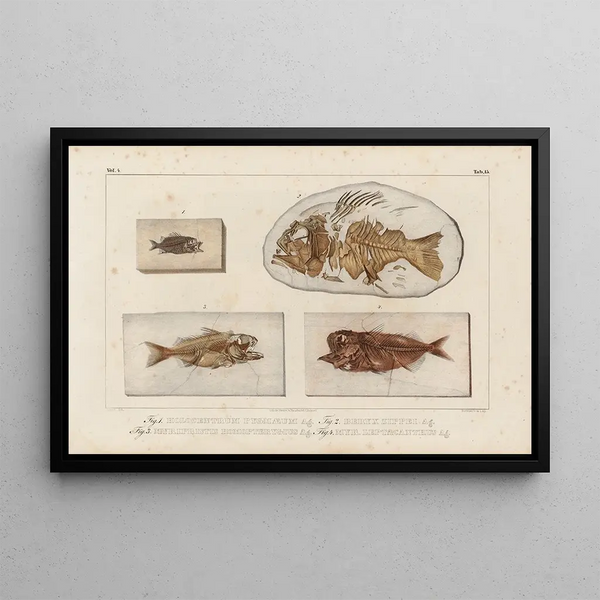 Louis Agassiz's Maleri "Recherches sur les poissons fossiles", pl. 367 — indrammet kunstværk på væggen