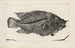 Recherches sur les poissons fossiles Pl371 - Louis Agassiz — visning af kunstværket