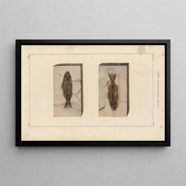 Louis Agassiz - Recherches sur les poissons fossiles Pl372.webp