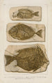 Recherches sur les poissons fossiles Pl386 - Louis Agassiz — visning af kunstværket