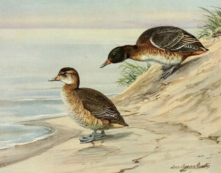 Canard à tête noire - Louis Agassiz Fuertes — visning af kunstværket