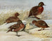 And i brunt and fra Auckland-øen - Louis Agassiz Fuertes — visning af kunstværket