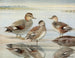 Canard siffleur - Louis Agassiz Fuertes — visning af kunstværket